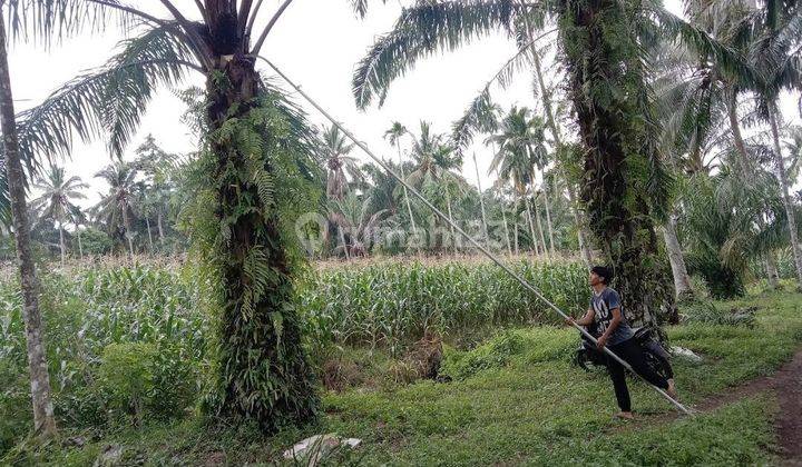 Lahan bonus sawit di sanggau kalimantan barat 3