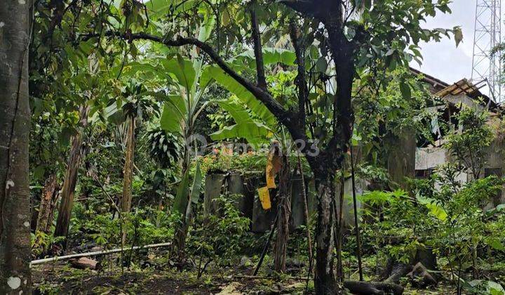 Tanah Ada Pohon Buah Di Villa Melati Cijulang Bogor 2