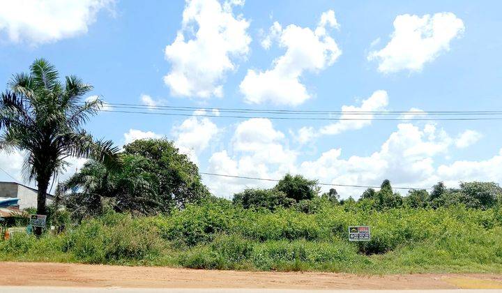 Tanah Harga Murah Luas 4000 M2 Trans Kalimantan Pontianak Kota 1