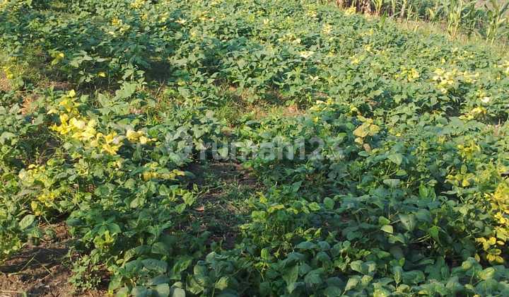 LAND READY FOR BUILDING IN DRIYOREJO