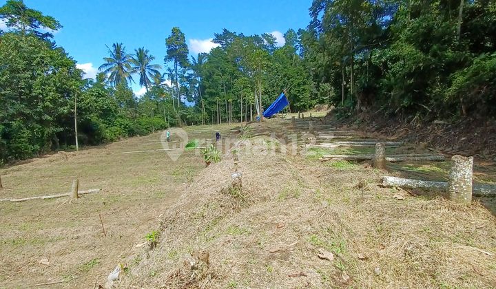 Tanah Dijual Luas 3204M2 Cocok untuk Peternakan Akses Mobil Tanah Dijual Luas 3204M2 Cocok untuk Peternakan Akses Mobil