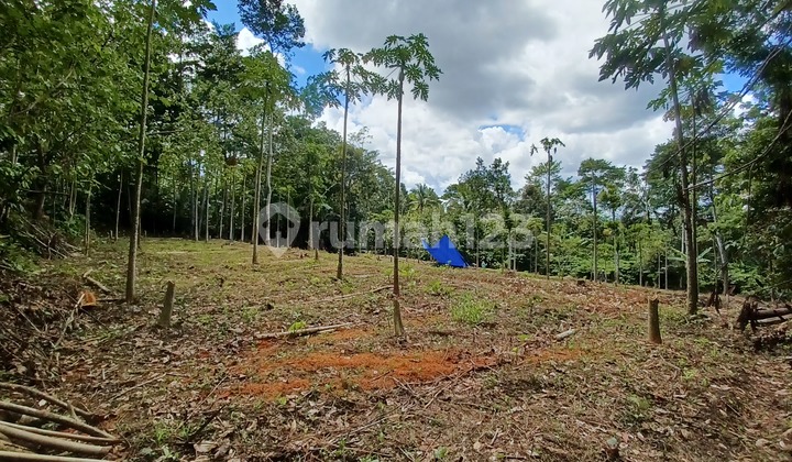 Tanah Dijual Luas 3204M2 Cocok untuk Peternakan Akses Mobil