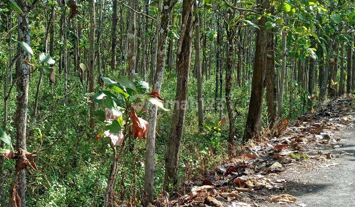 Tanah Pekarangan bonus banyak Pohon Jati usia 15 th-an, di Karangmojo, Gunung Kidul.Investasi mantap. 1