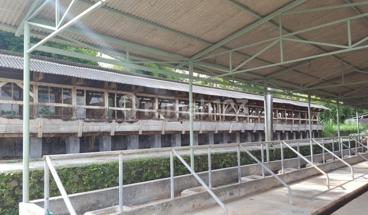 Kandang Sapi Aktif + Villa Murah Di Lembang Strategis Bandung 