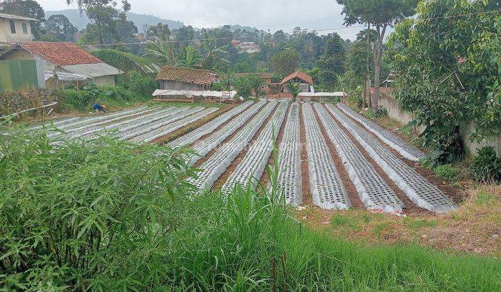 TANAH VIEW CANTIK LEMBANG KOLMAS UTK VILLA CLUSTER KEBUN BANDUNG  1