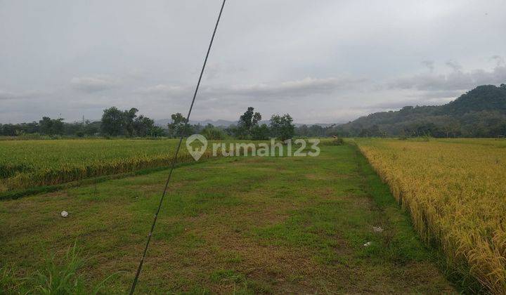 Dijual Tanah Sawah Utara Pondok Pesantren Mts Dan Ma Ibnul Qoyyim Putra Berbah Yogyakarta D.2636 15