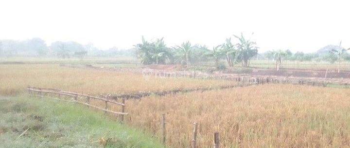 Tanah Sawah Super Luas Strategis di Cerme Gresik 2