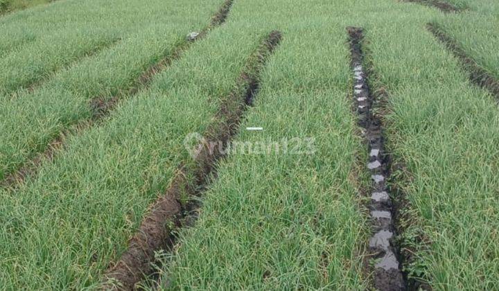 Tanah Luas Murah Poros Jalan Akses Mobil di Junrejo Batu 1