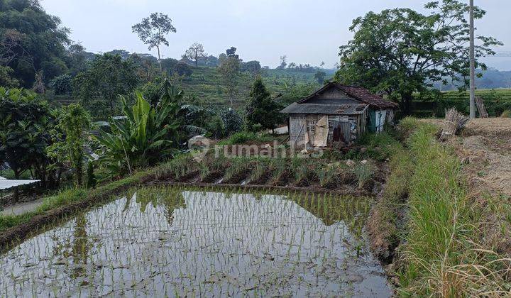 Tanah Sawah Luas Kondisi Subur Produktif 200 Juta Di Mojokerto  2