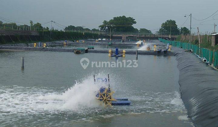 Tambak udang kondisi aktif lokasi nol jalan Porong 1