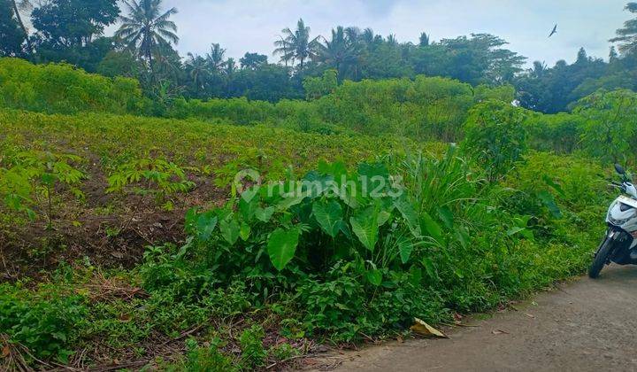 Tanah Sawah Area Tanjung 2, Sleman Jogja 1