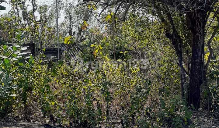 Land for sale in Jalan Jepun Putih Jimbaran, Bali Land for sale in Jalan Jepun Putih Jimbaran, Bali