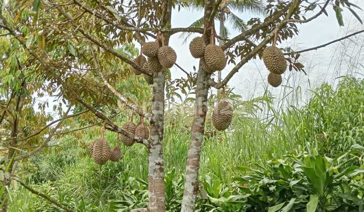 Jual Tanah Murah di Nagrak Sukabumi Akses Tol Kebun Durian Berbuah Jual Tanah Murah di Nagrak Sukabumi Akses Tol Kebun Durian Berbuah