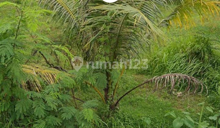 For Sale Rice Field Land in Sumber, Cirebon Regency