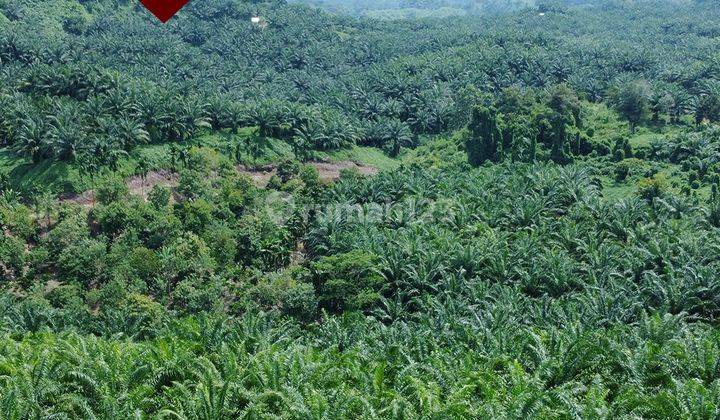 Kebun Kelapa Sawit, lungkang Kule, Kinal, Kab. Kaur, Bengkulu 1