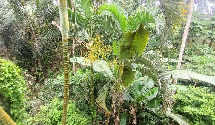 Jual Cepat Villa Cantik View Sungai & Hutan Di Saba Gianyar 29