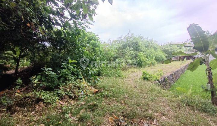 Tanah View Sawah Strategis, Semer Kerobokan Dekat Umalas & Canggu 2