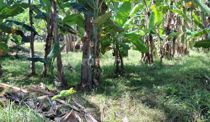 Freehold Land Walking Distance To Saba Beach, Gianyar