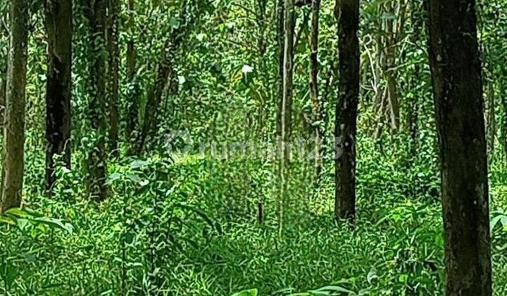 Kavling Murah Siap Bangun di Tipar Raya Jambe