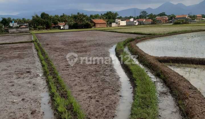 Di Jual Cepat Tiga Bidang Sawah Produktif Di Ciparay Bandung