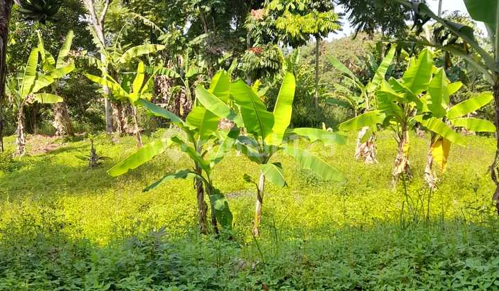 Tanah Murah Pusat Kota Bdg Cocok Untuk Perumahank 