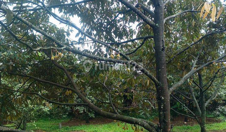 Tanah Kebun Durian Lokasi Bagus Cijeruk Bogor 2