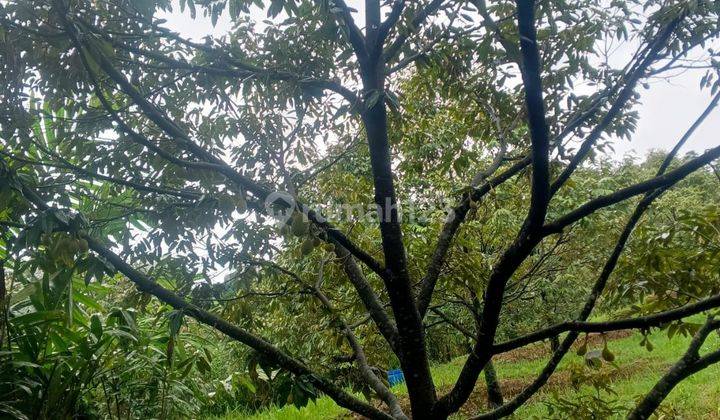 Tanah Kebun Durian Lokasi Bagus Cijeruk Bogor 2