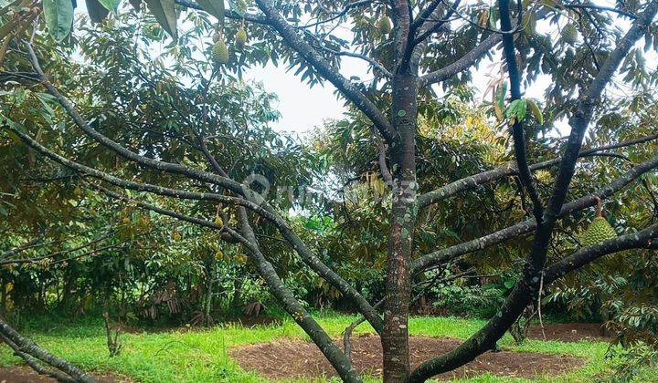 Tanah Kebun Durian Lokasi Bagus Cijeruk Bogor 1