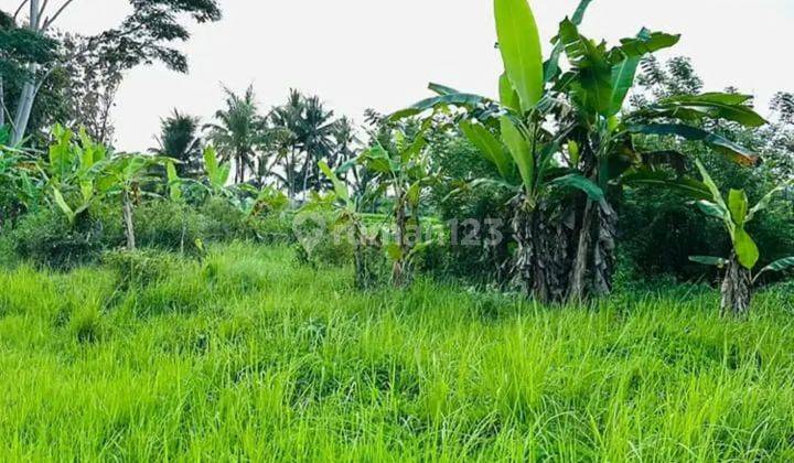 For Sale.. Tanah 50 Are di Tegalalang, Ubud Super Land Ubud  1