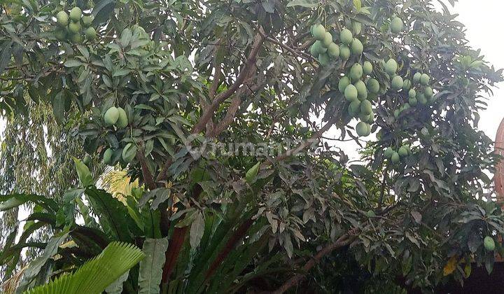 Rumah Dengan Kolam Renang Pribadi di Praya Timur Lombok 5