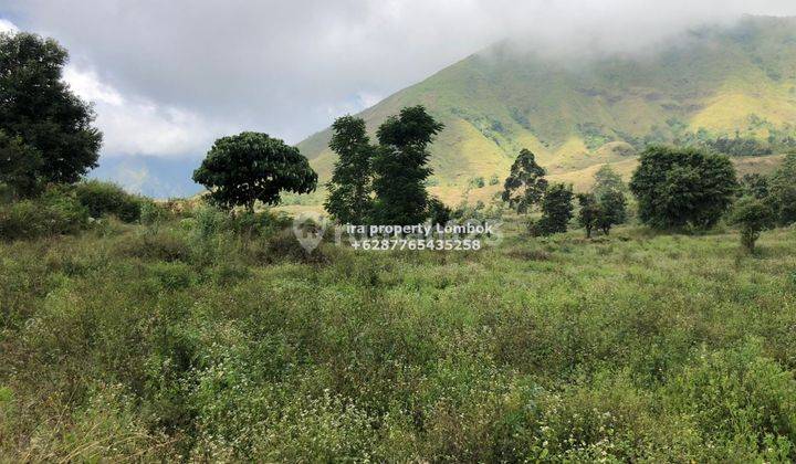 Tanah Kebun di Sembalun Lombok Timur  2