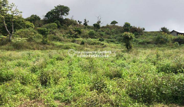 Tanah Kebun di Sembalun Lombok Timur  3