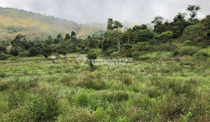Tanah Kebun di Sembalun Lombok Timur  6