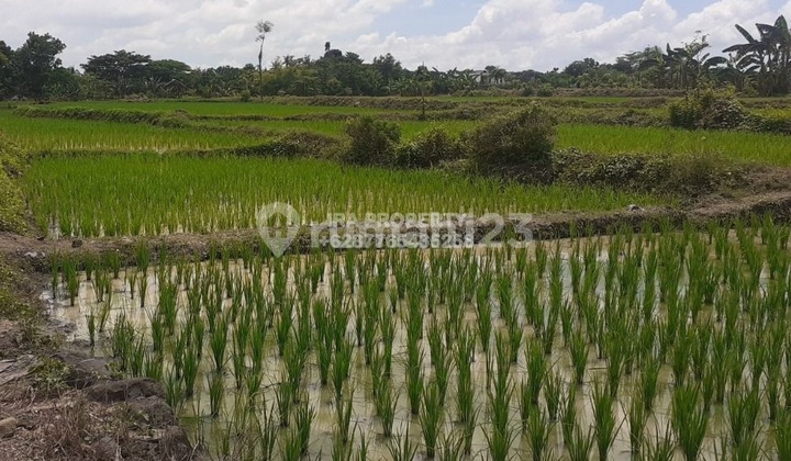Tanah di Penujak Dekat Bandara Internasional Lombok  5