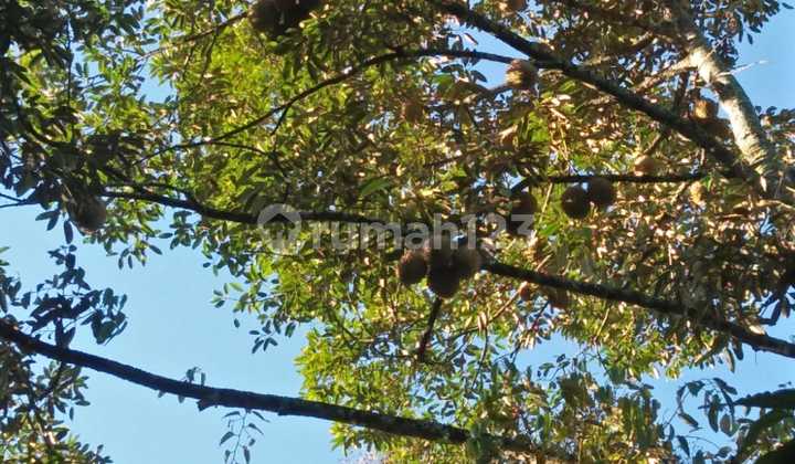 Tanah Kebun Sesaot Pinggir Jalan Raya  2