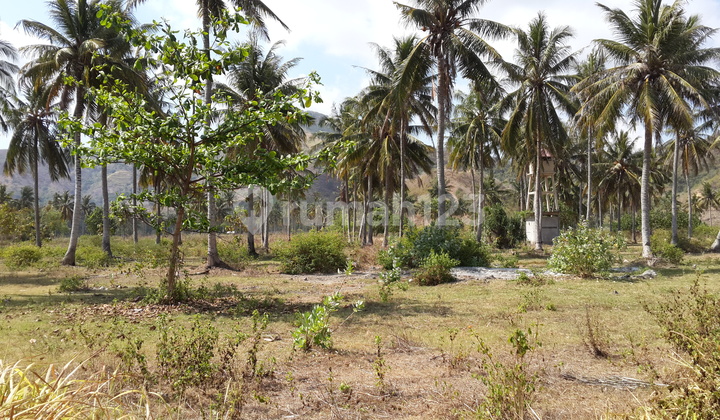 Tanah Pinggir Pantai Serangan Dekat Selong Belanak  3