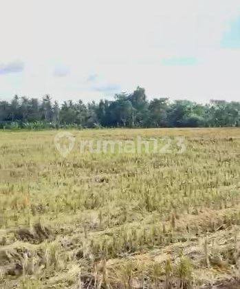 Tanah Sawah Lahan Pertanian Dekat Pantai Induk Lombok Barat  3