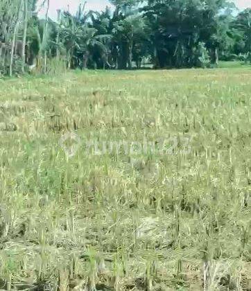 Tanah Sawah Lahan Pertanian Dekat Pantai Induk Lombok Barat  4