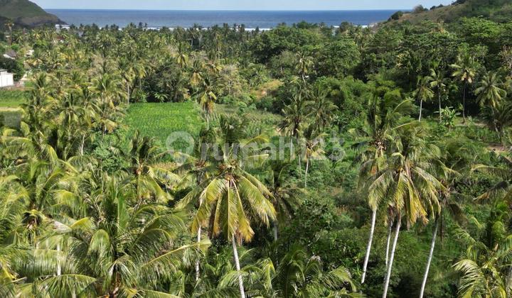 Tanah kapling leasehold di prabu dekat Kuta Mandalika Tanah kapling leasehold di prabu dekat Kuta Mandalika