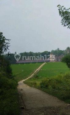 Rice Field in Pamarayan Petir, Serang, Banten Rice Field in Pamarayan Petir, Serang, Banten