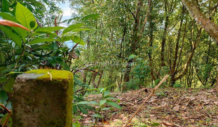 Mangosteen Durian Garden Land in Pedawa Singaraja Village 2