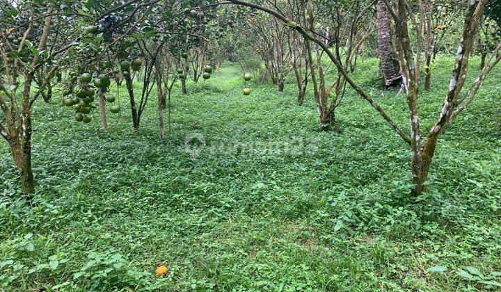 Dijual Tanah Kebun Produktif Lokasi Ubud Gianyar 1