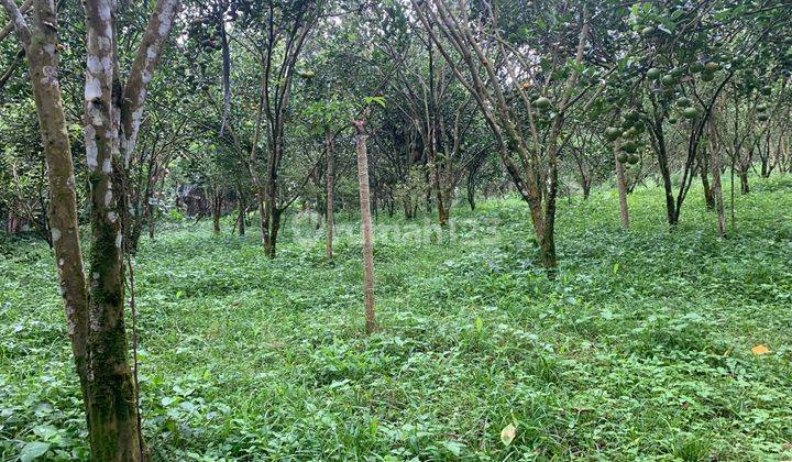 Dijual Tanah Kebun Produktif Lokasi Ubud Gianyar 2