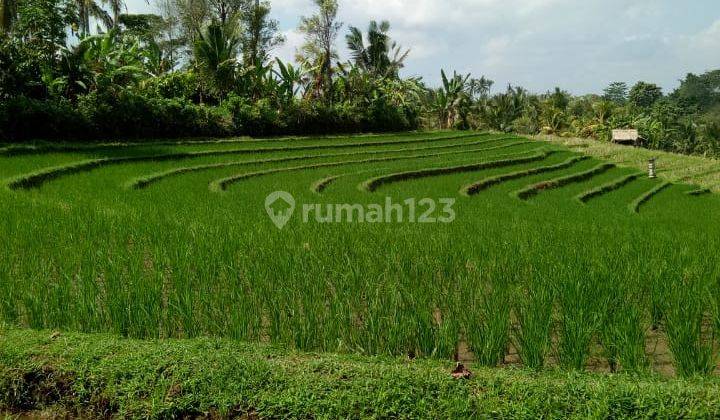 Dijual Tanah Dengan View Mempesona Tabanan 1