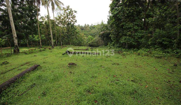 Dijual Tanah Kebun Cocok Untuk Perumahan Lokasi Tabanan 1