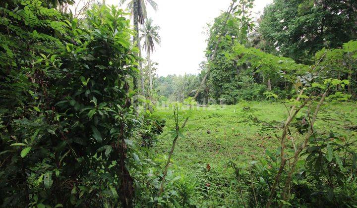 Dijual Tanah Kebun Cocok Untuk Perumahan Lokasi Tabanan 2