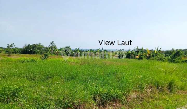 Dijual Tanah View Sawah, Laut dan Gunung Tabanan Dijual Tanah View Sawah, Laut dan Gunung Tabanan