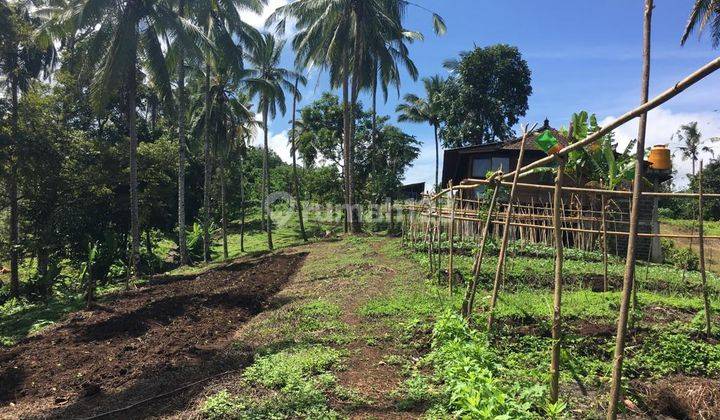 Tanah Kebun di  Selemadeg Tabanan 2