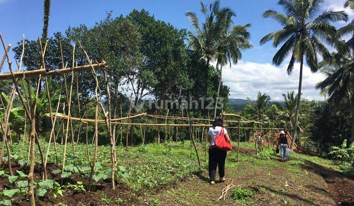 Tanah Kebun di  Selemadeg Tabanan 2