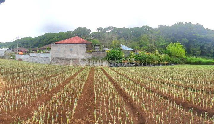 Tanah View Gunung di Candikuning Bedugul 1